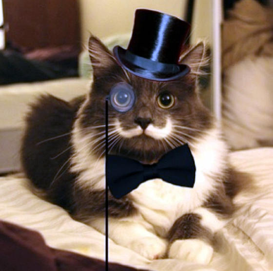 Hasil gambar untuk tuxedo cat